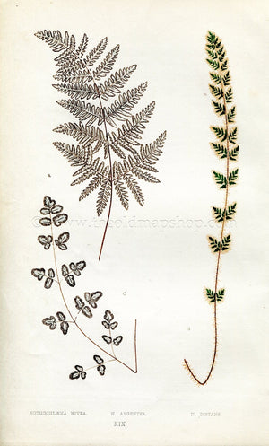 Edward Joseph Lowe Fern (Nothochloena Nivea N. Argentea N. Distans) Antique Botanical Print 1856