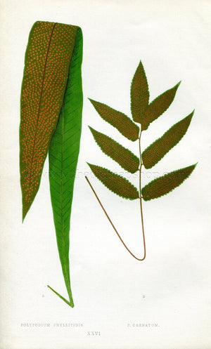 Edward Joseph Lowe Fern (Polypodium Phyllitidis & P. Crenatum) Antique Botanical Print 1856