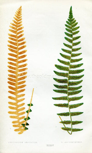 Edward Joseph Lowe Fern (Polypodium Sepultum & P. Asplenioides) Antique Botanical Print 1856