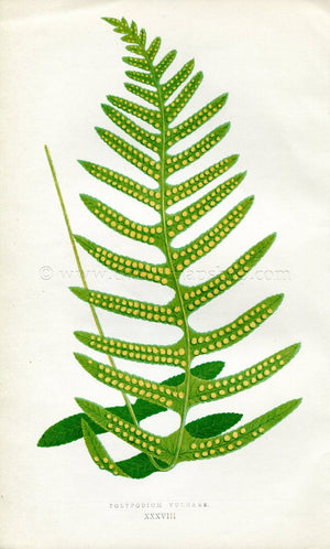 Edward Joseph Lowe Fern (Polypodium Vulgare) Antique Botanical Print 1856