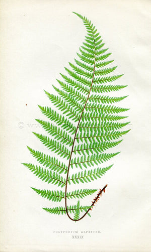 Edward Joseph Lowe Fern (Polypodium Alpestre) Antique Botanical Print 1856