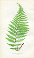 Edward Joseph Lowe Fern (Polypodium Alpestre) Antique Botanical Print 1856