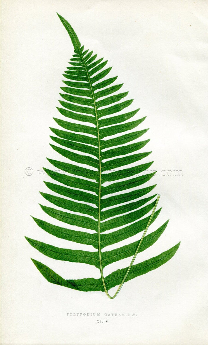 Edward Joseph Lowe Fern (Polypodium Catharinae) Antique Botanical Print 1856