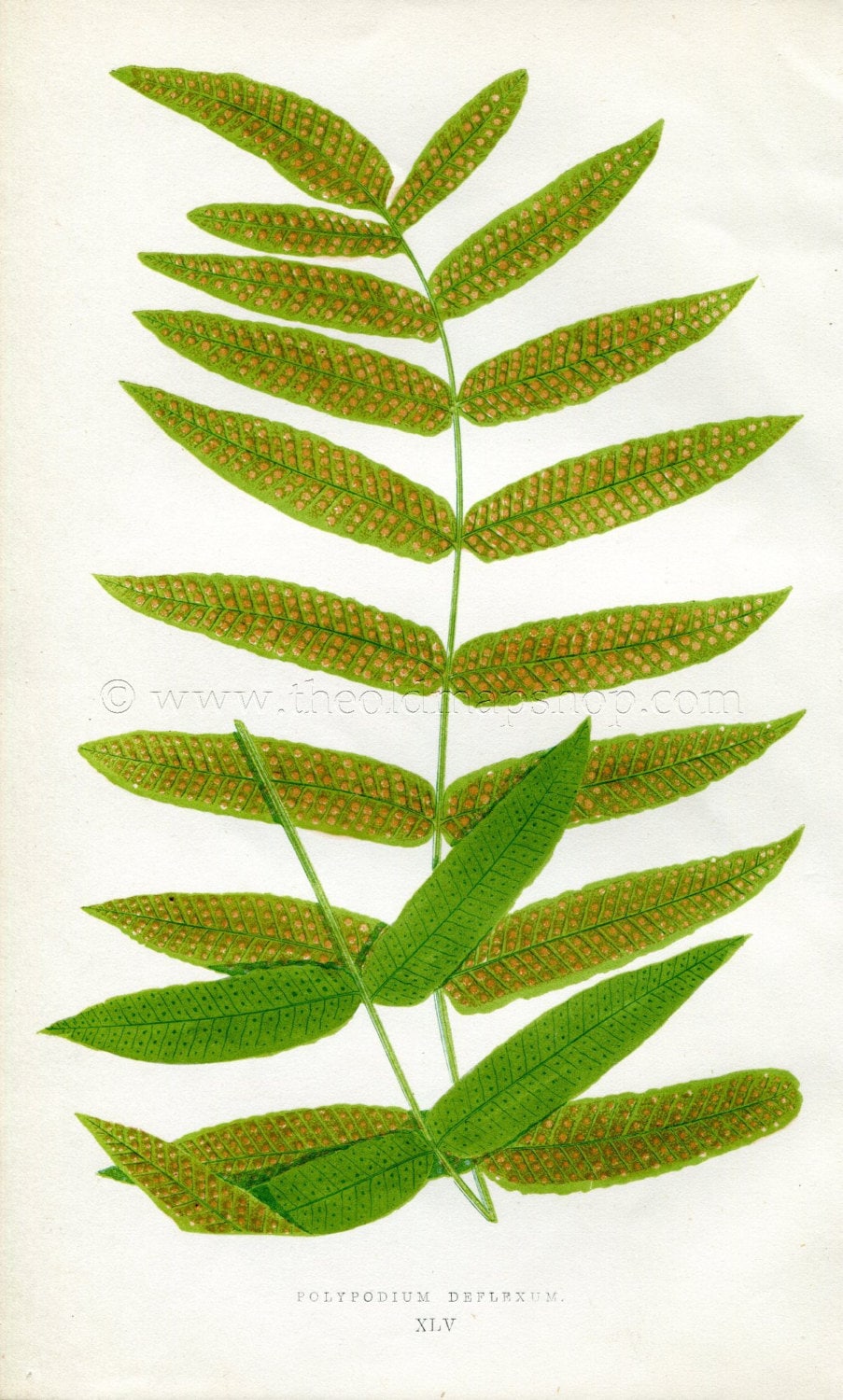 Edward Joseph Lowe Fern (Polypodium Deflexum) Antique Botanical Print 1856