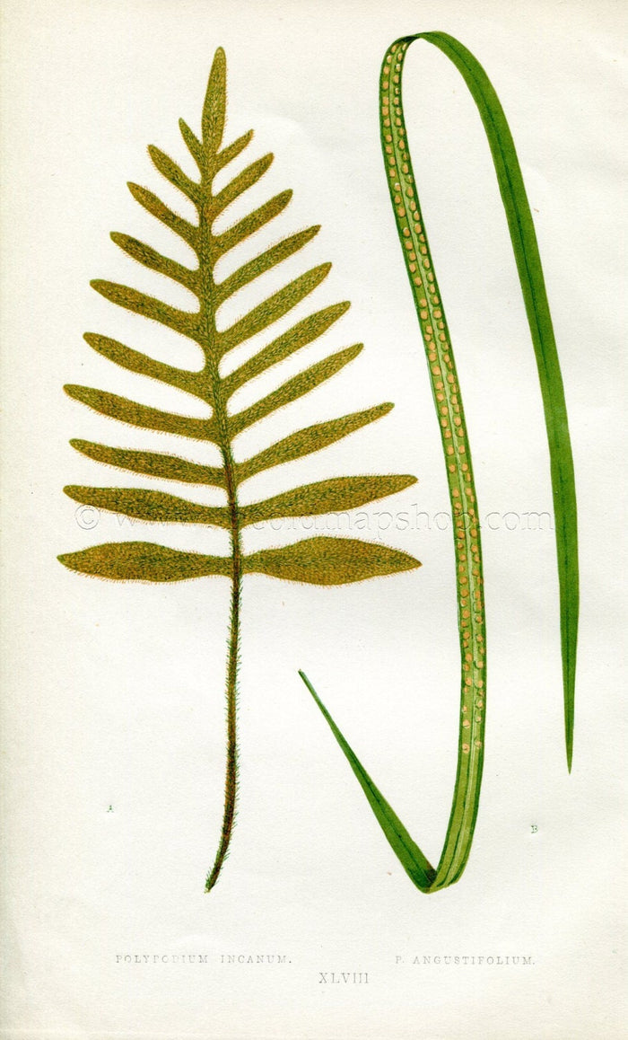 Edward Joseph Lowe Fern (Polypodium Incanum & P. Angustifolium) Antique Botanical Print 1856