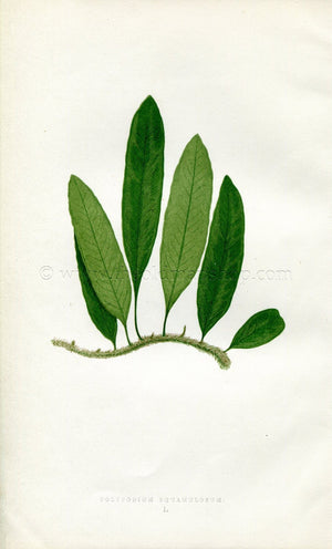 Edward Joseph Lowe Fern (Polypodium Squamulosum) Antique Botanical Print 1856