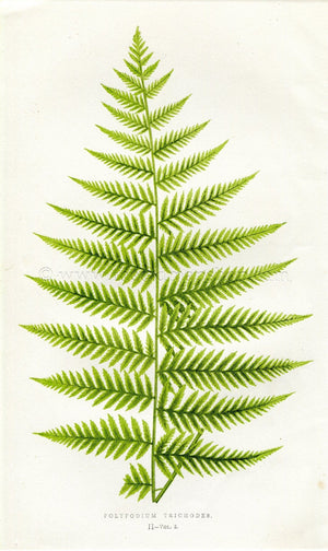Edward Joseph Lowe Fern (Polypodium Trichodes) Antique Botanical Print 1858