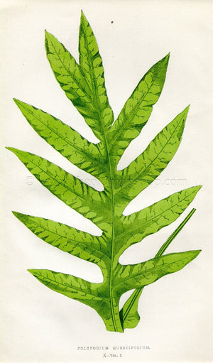 Edward Joseph Lowe Fern (Polypodium Quercifolium) Antique Botanical Print 1858