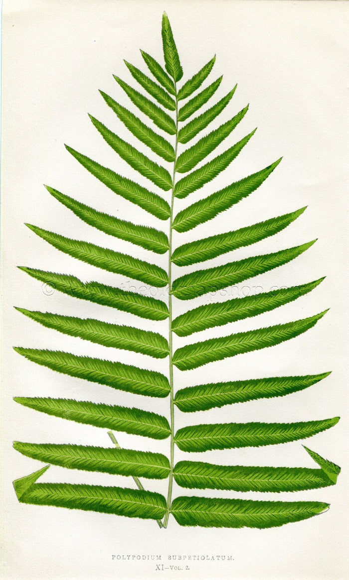 Edward Joseph Lowe Fern (Polypodium Subpetiolatum) Antique Botanical Print 1858