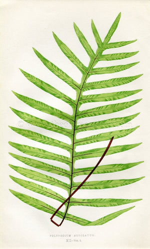 Edward Joseph Lowe Fern (Polypodium Areolatum) Antique Botanical Print 1858