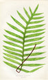 Edward Joseph Lowe Fern (Polypodium Areolatum) Antique Botanical Print 1858