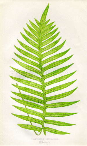 Edward Joseph Lowe Fern (Polypodium Decumanum) Antique Botanical Print 1858