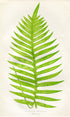 Edward Joseph Lowe Fern (Polypodium Decumanum) Antique Botanical Print 1858