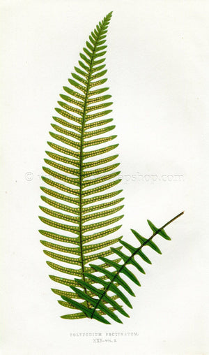 Edward Joseph Lowe Fern (Polypodium Pectinatum) Antique Botanical Print 1858
