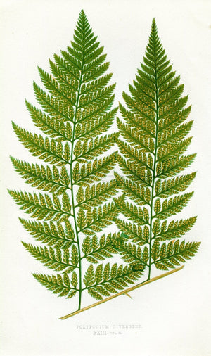 Edward Joseph Lowe Fern (Polypodium Divergens) Antique Botanical Print 1858