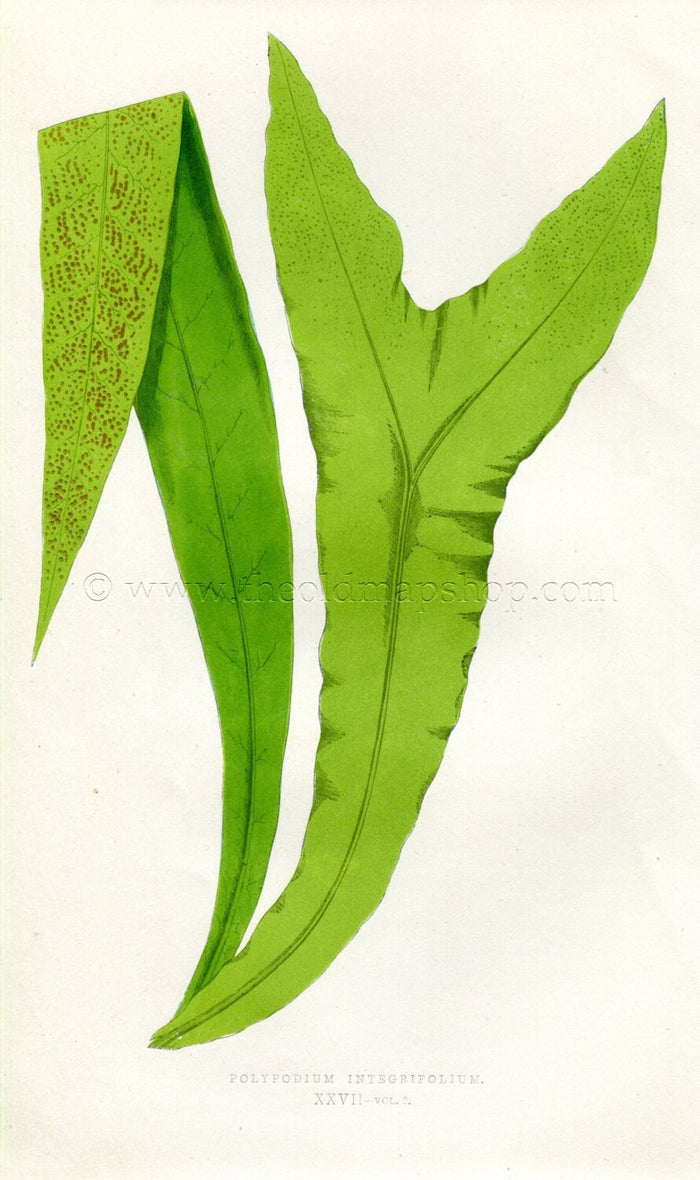Edward Joseph Lowe Fern (Polypodium Integrifolium) Antique Botanical Print 1858