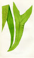 Edward Joseph Lowe Fern (Polypodium Integrifolium) Antique Botanical Print 1858