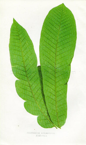 Edward Joseph Lowe Fern (Polypodium Musaefolium) Antique Botanical Print 1858