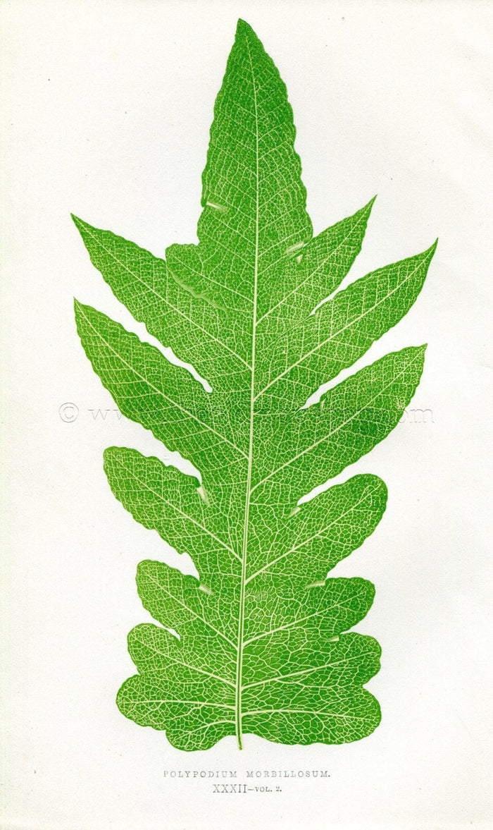 Edward Joseph Lowe Fern (Polypodium Morbillosum) Antique Botanical Print 1858