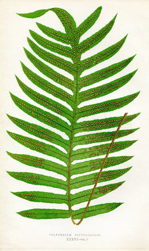 Edward Joseph Lowe Fern (Polypodium Dictyocallis) Antique Botanical Print 1858