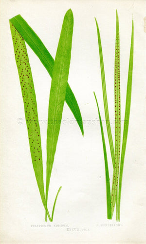 Edward Joseph Lowe Fern (Polypodium Rigidum P. Hendersoni) Antique Botanical Print 1858