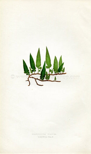 Edward Joseph Lowe Fern (Polypodium Filipes) Antique Botanical Print 1858