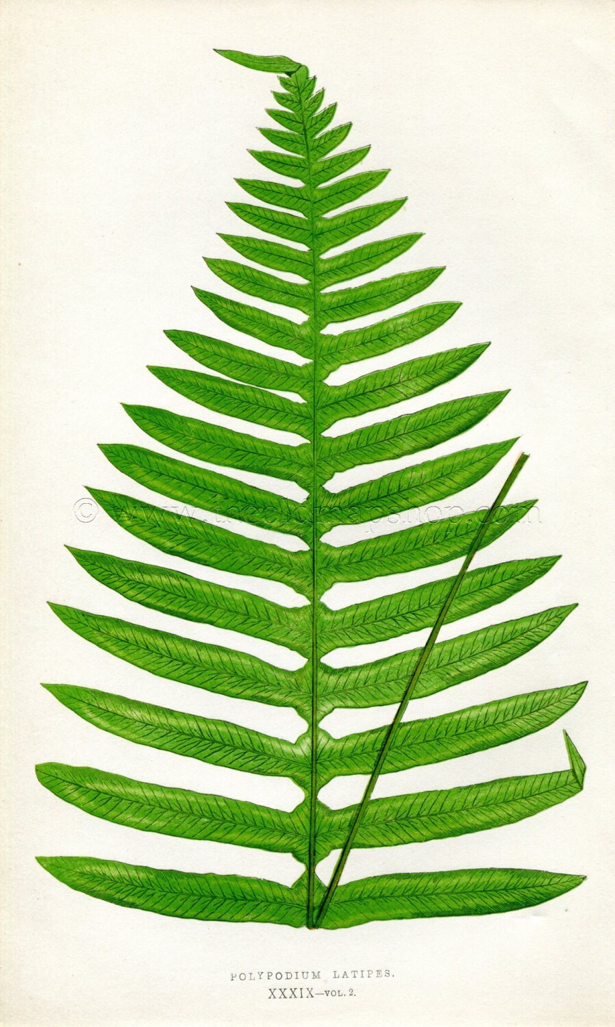 Edward Joseph Lowe Fern (Polypodium Latipes) Antique Botanical Print 1858