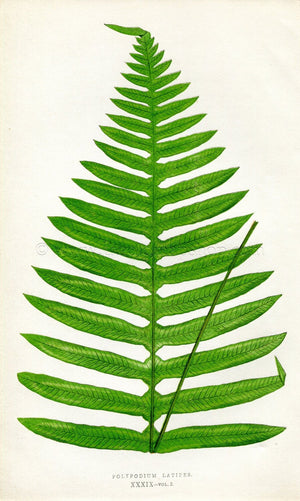 Edward Joseph Lowe Fern (Polypodium Latipes) Antique Botanical Print 1858