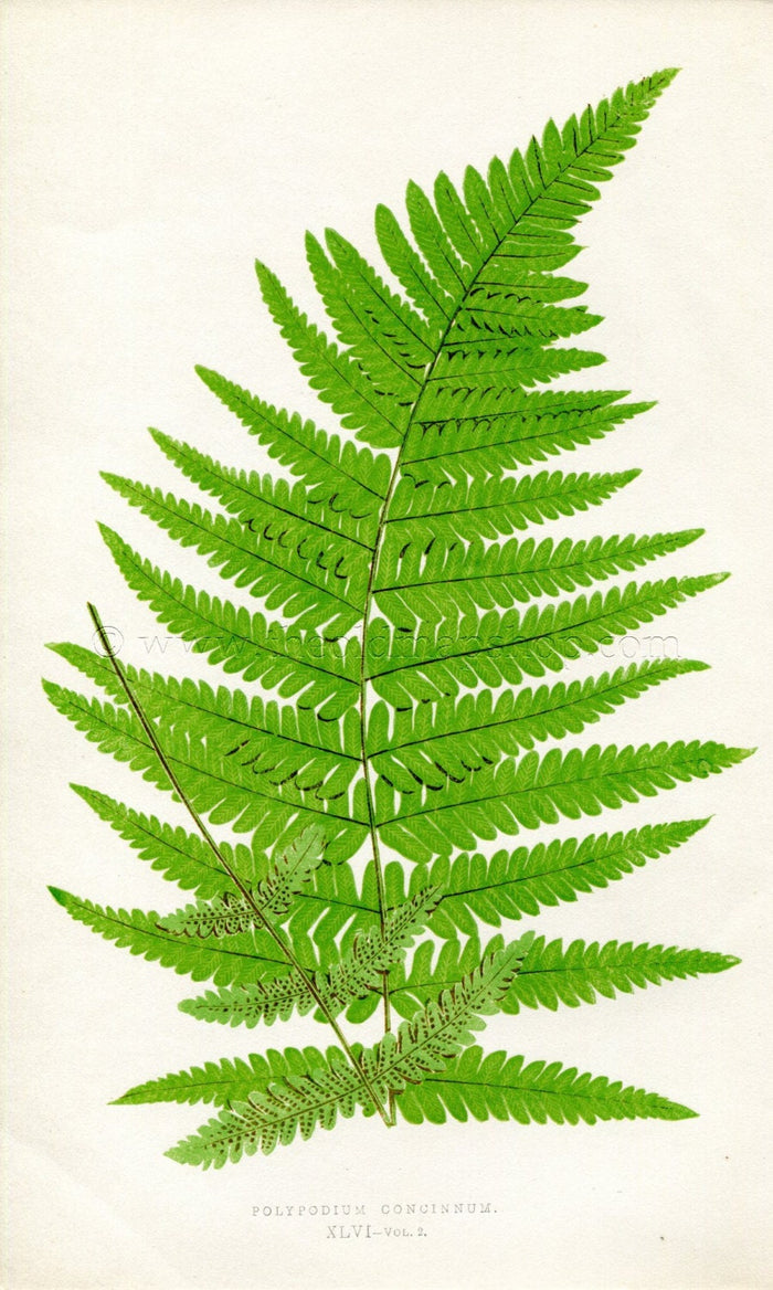 Edward Joseph Lowe Fern (Polypodium Concinnum) Antique Botanical Print 1858