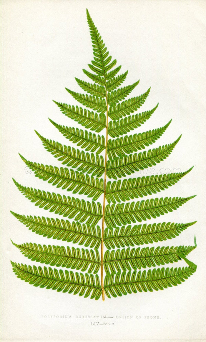 Edward Joseph Lowe Fern (Polypodium Decussatum) Antique Botanical Print 1858