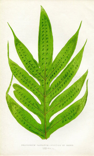 Edward Joseph Lowe Fern (Polypodium Saccatum) Antique Botanical Print 1858