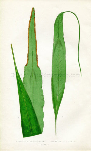 Edward Joseph Lowe Fern (Nevrodium Lanceolatum & Hymenolepis Spicata) Antique Botanical Print 1858