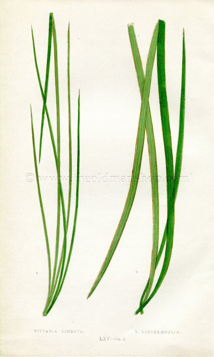 Edward Joseph Lowe Fern (Vittaria Lineata & V. Zosteraefolia) Antique Botanical Print 1858