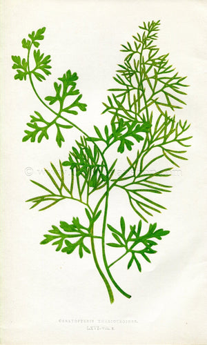 Edward Joseph Lowe Fern (Ceratopteris Thalictroides) Antique Botanical Print 1858