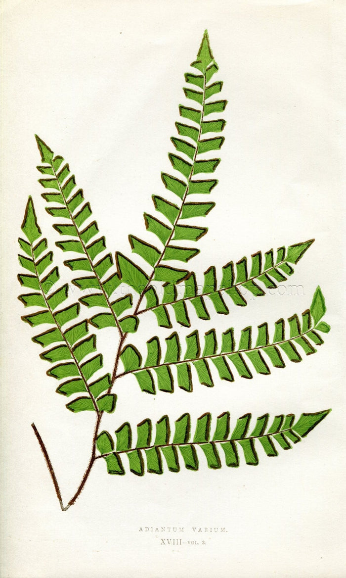 Edward Joseph Lowe Fern (Adiantum Varium) Antique Botanical Print 1857