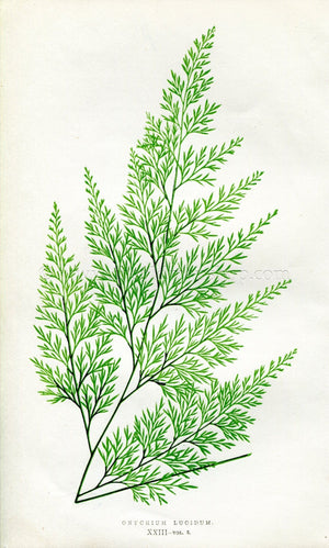 Edward Joseph Lowe Fern (Onychium Lucidum) Antique Botanical Print 1857