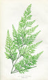 Edward Joseph Lowe Fern (Onychium Lucidum) Antique Botanical Print 1857