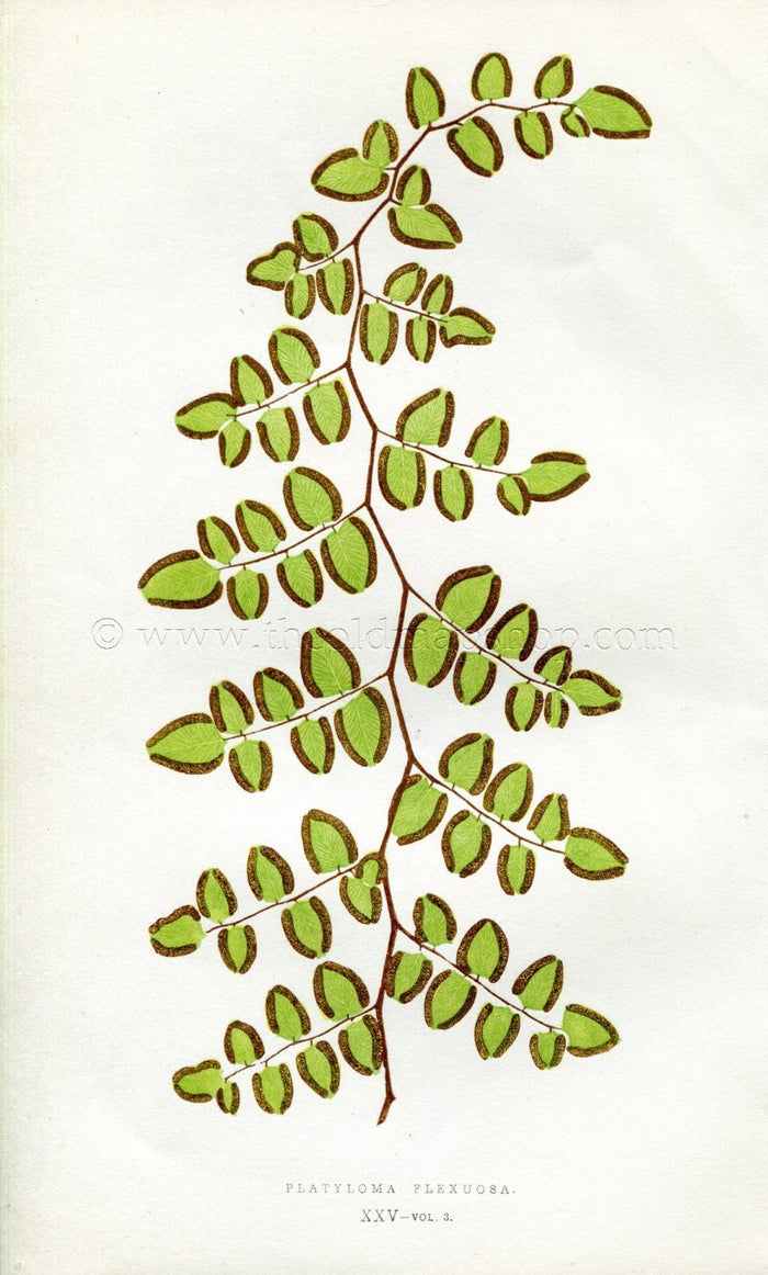 Edward Joseph Lowe Fern (Platyloma Flexuosa) Antique Botanical Print 1857