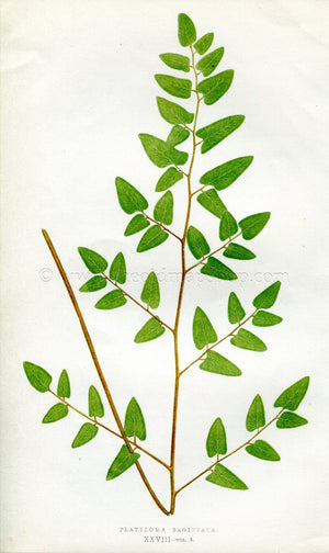 Edward Joseph Lowe Fern (Platyloma Sagittata) Antique Botanical Print 1857