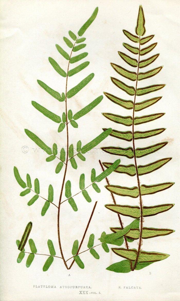 Edward Joseph Lowe Fern (Platyloma Atropurpurea & P. Falcata) Antique Botanical Print 1857
