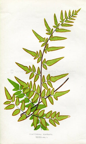 Edward Joseph Lowe Fern (Platyloma Hastata) Antique Botanical Print 1857