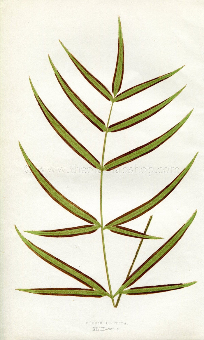 Edward Joseph Lowe Fern (Pteris Oretica) Antique Botanical Print 1857