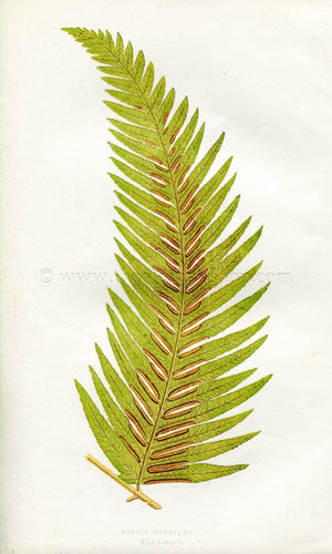 Edward Joseph Lowe Fern (Pteris Kingiana) Antique Botanical Print 1857