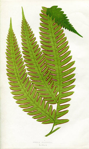 Edward Joseph Lowe Fern (Pteris Biaurita) Antique Botanical Print 1857