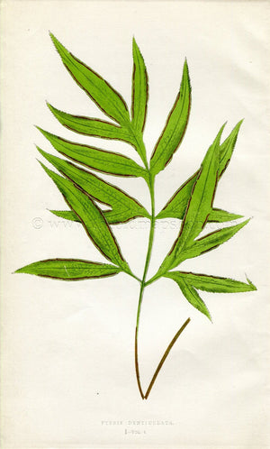 Edward Joseph Lowe Fern (Pteris Denticulata) Antique Botanical Print 1859