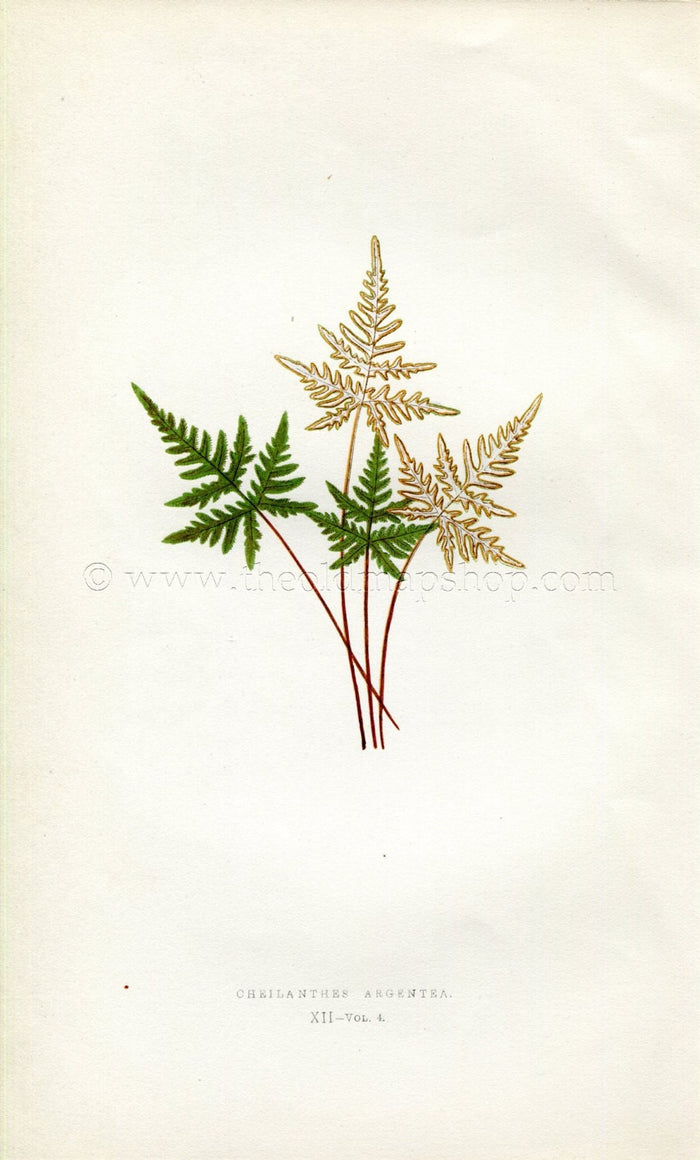 Edward Joseph Lowe Fern (Cheilanthes Argentea) Antique Botanical Print 1859