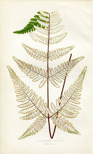 Edward Joseph Lowe Fern (Cheilanthes Farinosa) Antique Botanical Print 1859