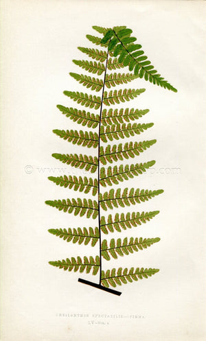 Edward Joseph Lowe Fern (Cheilanthes Spectabilis.--Pinna) Antique Botanical Print 1859