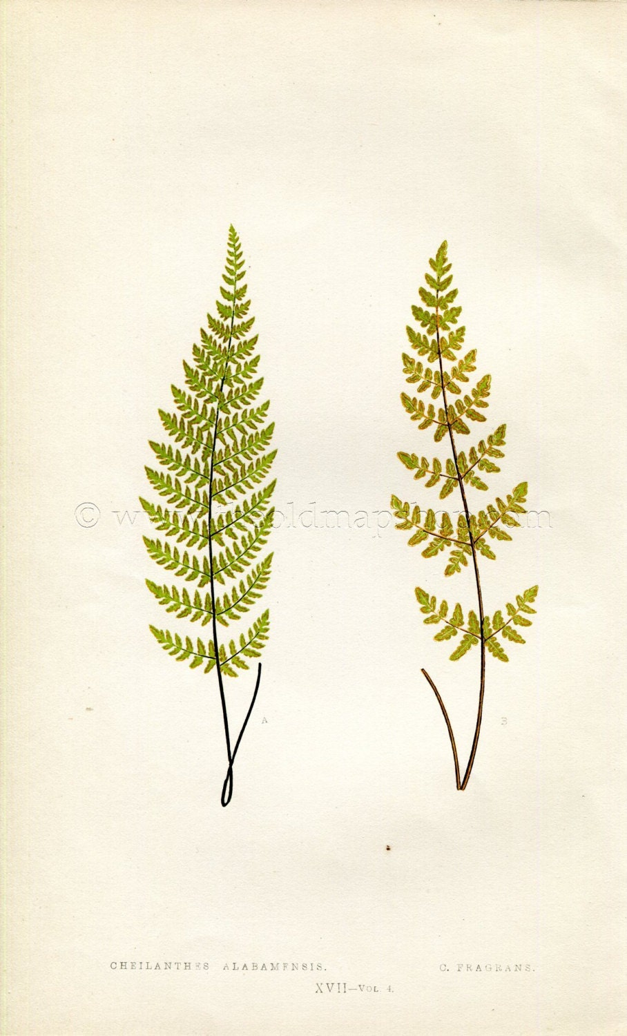 Edward Joseph Lowe Fern (Cheilanthes Alabamfnsis & C. Fragrans) Antique Botanical Print 1859