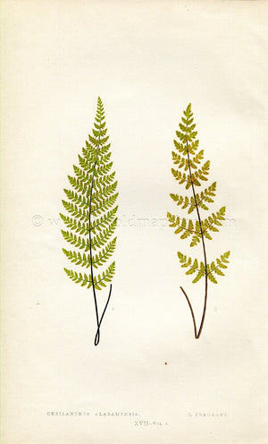 Edward Joseph Lowe Fern (Cheilanthes Alabamfnsis & C. Fragrans) Antique Botanical Print 1859